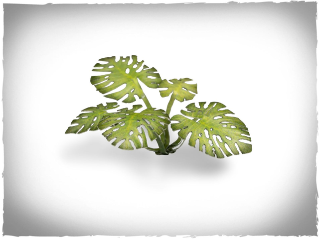 Laser Plants - Monstera
