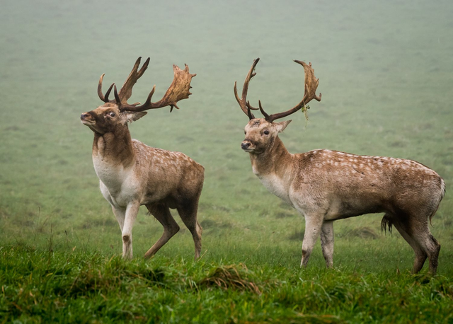 Checking Out the Competition