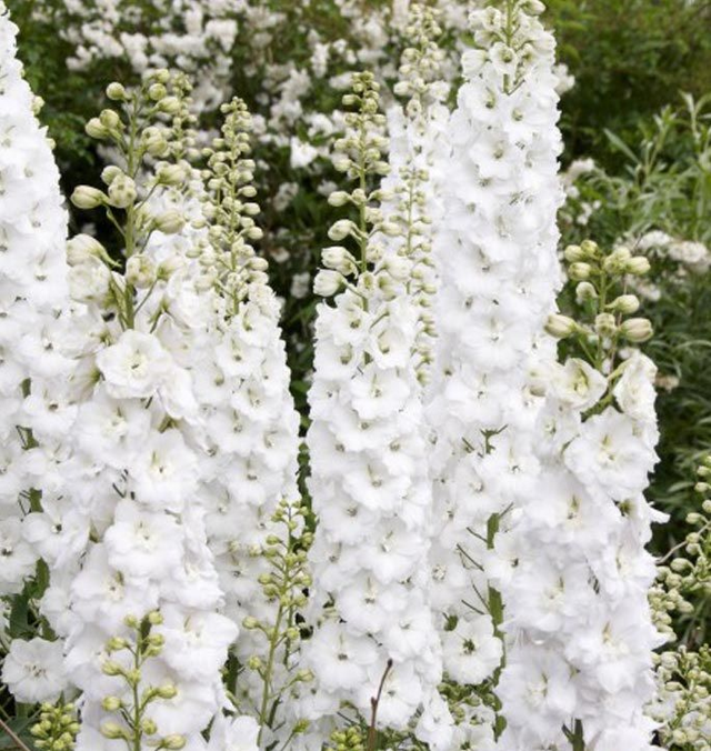Delphinium Pacific Giants Galahad 1L