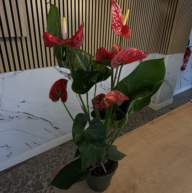 Anthurium