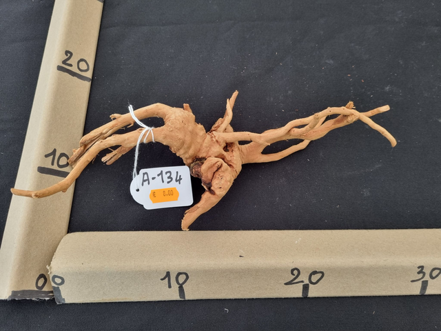 Racine araignée A-134