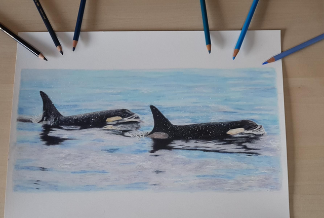 Orca Original Drawing