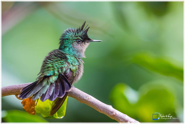 Tirage d'art : Emeraude