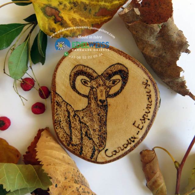 Caroux-Espinouse - Mouflon