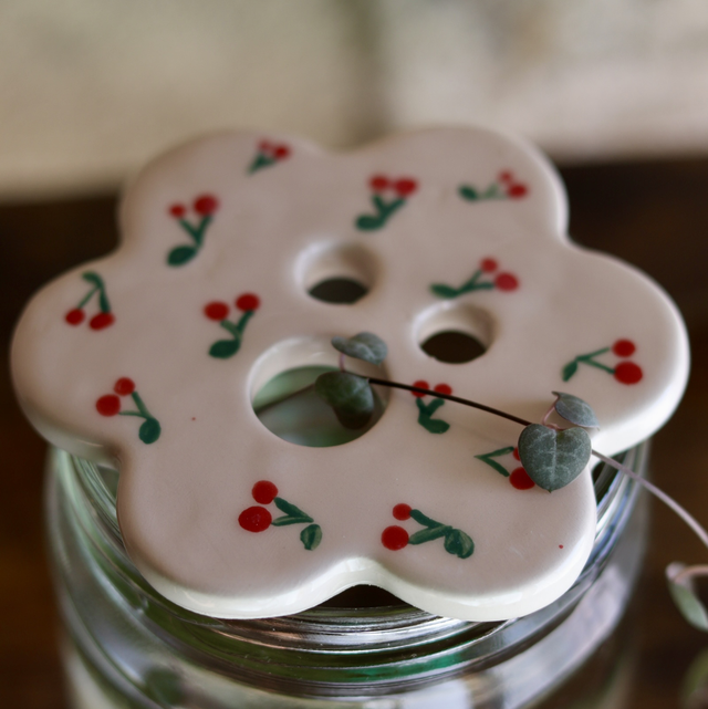 Disque de bouturage 🌱