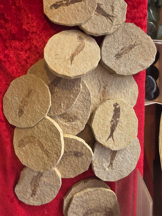 Fossil fish (Knightia)