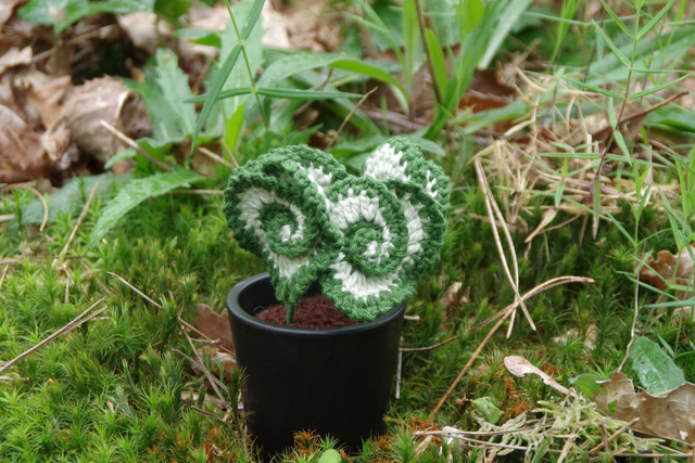 Plante Begonia escargot