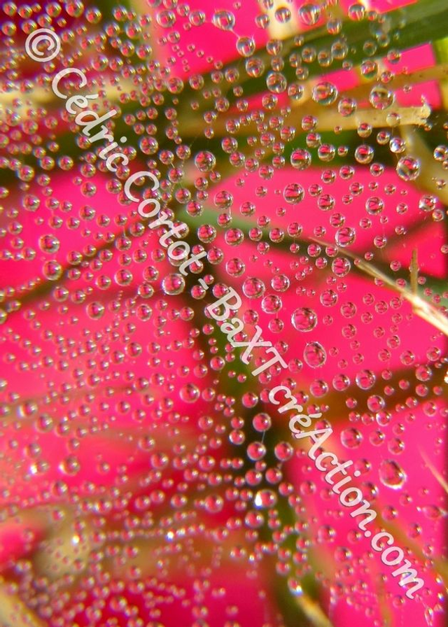 1 - Carte postale - Rosée et gouttes de pluie (Ref 0174)