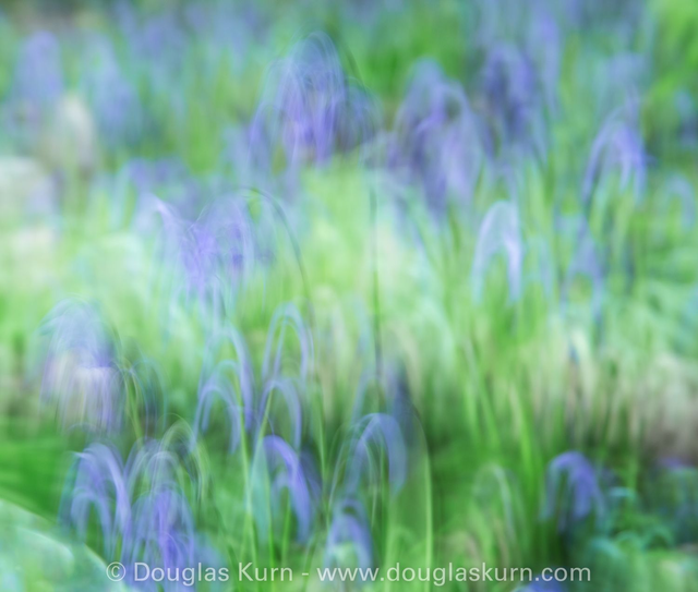 Blue Bells, St Ann&#039;s