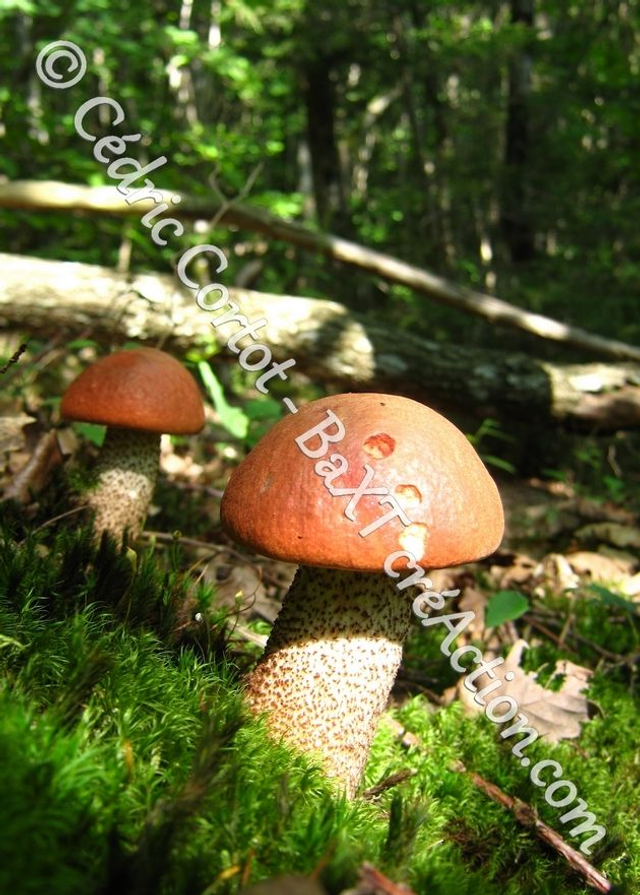 Carte postale - Paysages et divers (Ref IMG_7323)