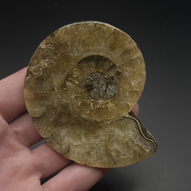 Cleoniceras Ammonite (Cut &amp; Polished)