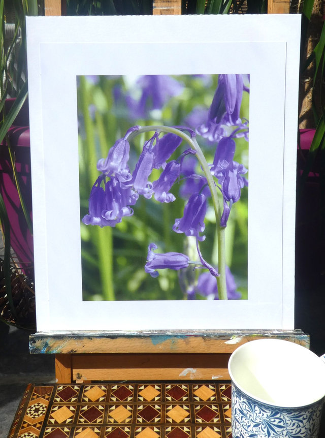 Photographic Open Edition Print, from my "Bluebell" collection, "Beautiful Bells"