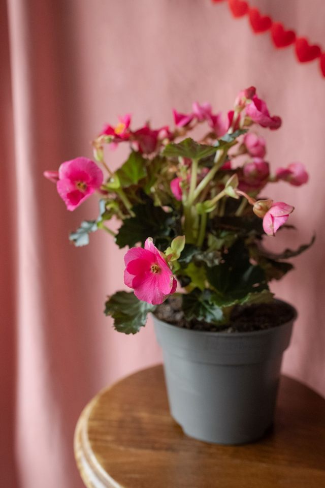 Bégonia Elatior Pink 🌿
