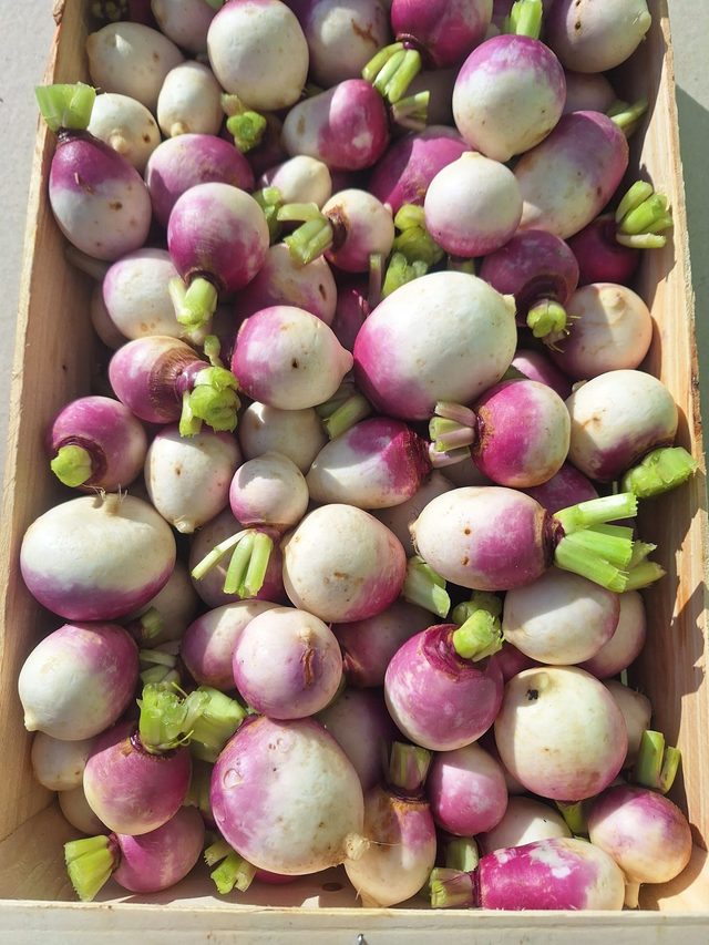 Navets d'automne et d'hiver violets Bio