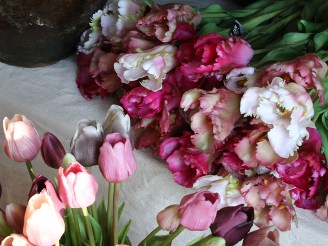 Tulp Set Papegaai Rood Roze 51cm