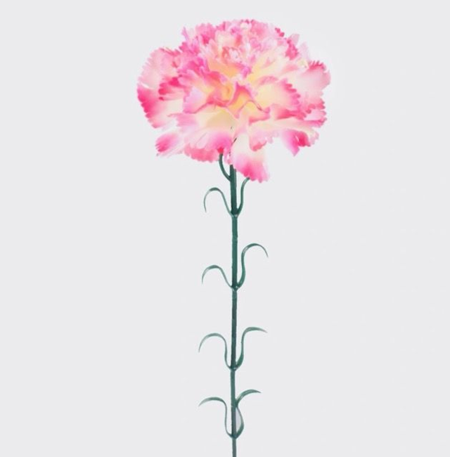 Carnation stam