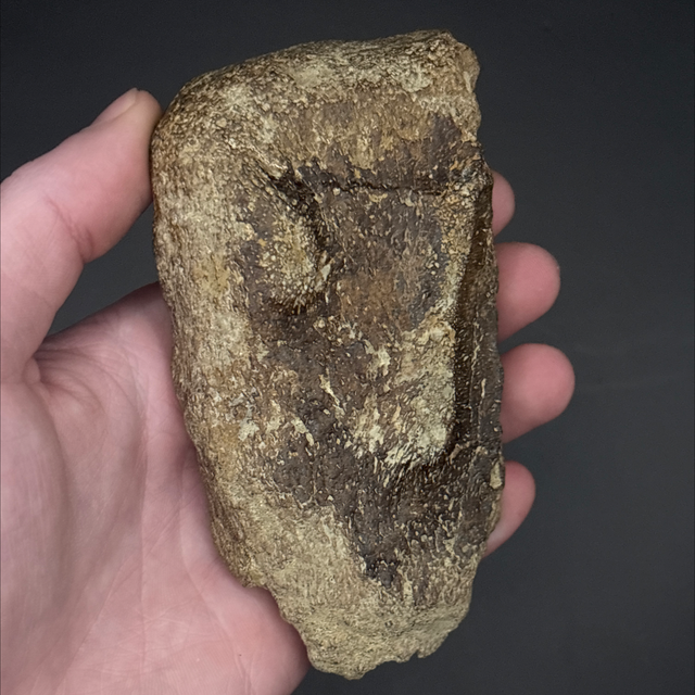 Anklyosaur Scute Fragment 