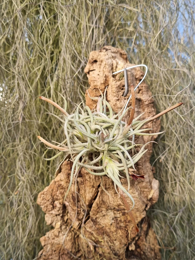 Tillandsia retorta
