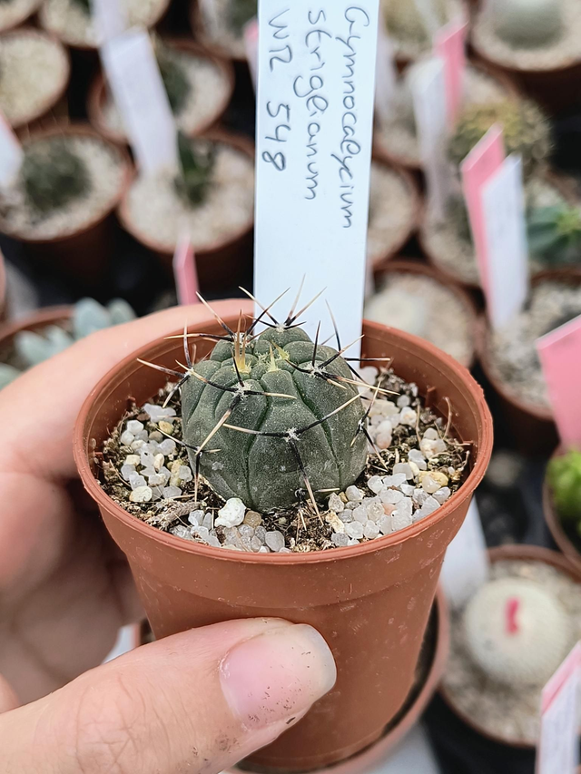 Gymnocalycium striglianum WR548