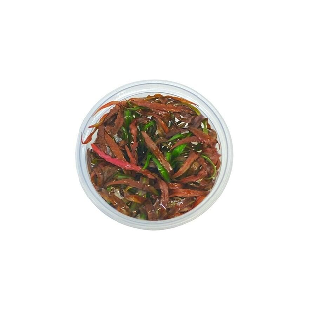 Easy grow cryptocoryne spiralis tiger 8715897352195