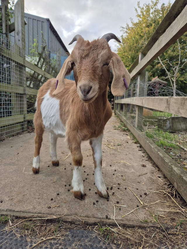 Donate To The Farm - Animal Care