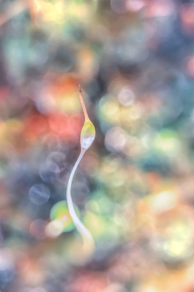 FEERIE-001 - Mélusine