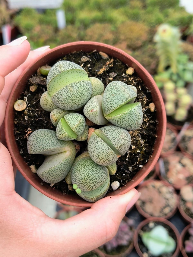Pleiospilos nelii