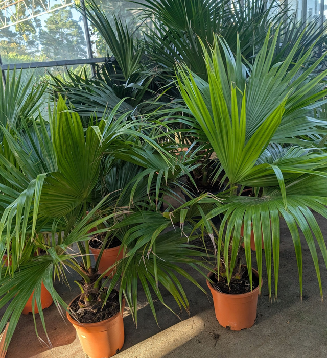 Livistona chinensis Chinesische Schirmpalme