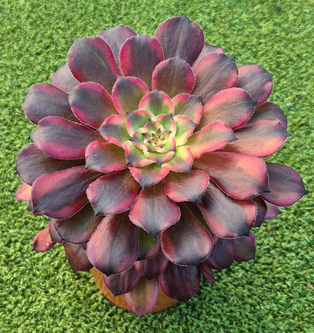 Aeonium &#039;Sunshine&#039;