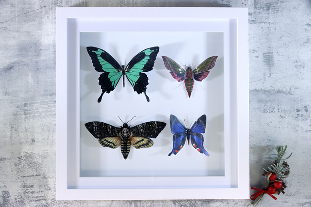 Ethical Entomology - Four Lepidoptera