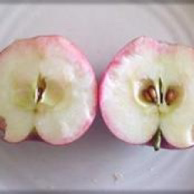 Hall’s pink  - scion 1 an - racines nues