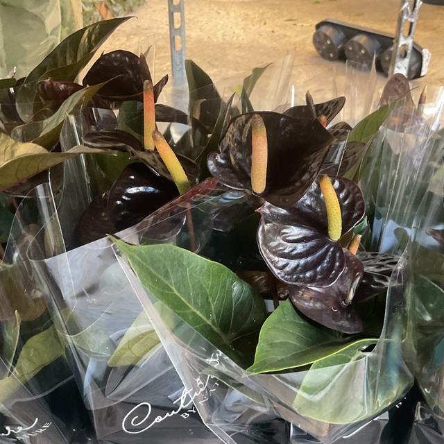 Anthurium black love 