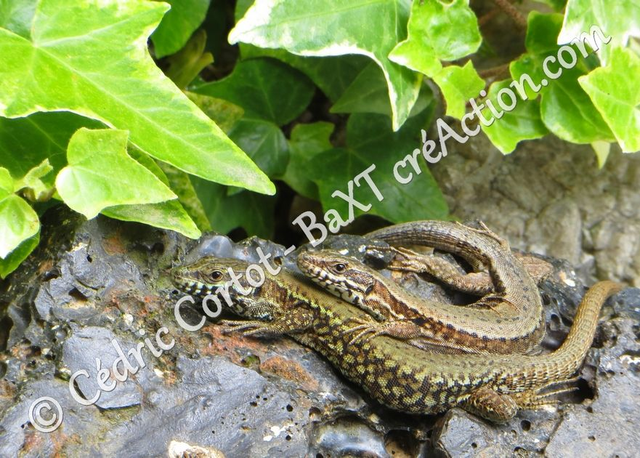 2 - Carte postale - Le petit monde du Vivant (Ref IMG_5720)