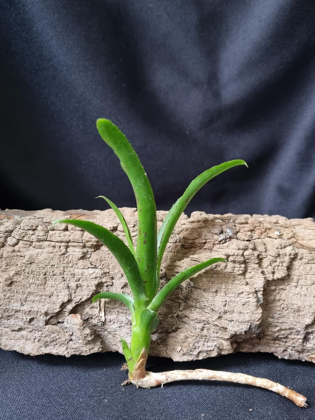 Neoregelia liliputiana