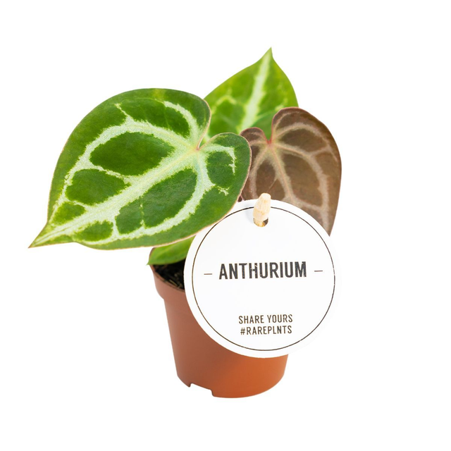 B09 . Anthurium crystallinum