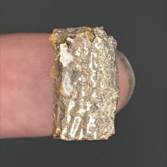 Brachiosaurus Bone Fragment