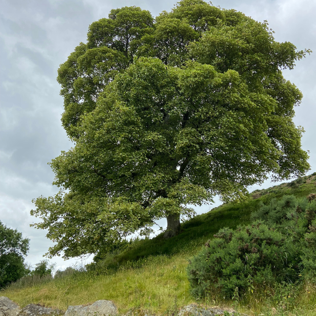 Hawthorn from Dowth Flower Essence