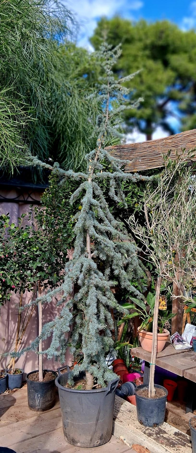 H13 . Cedrus Atlantica