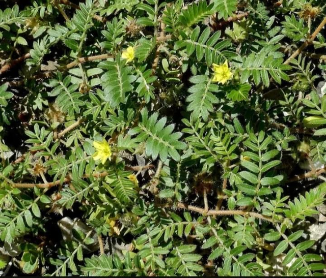 XXL  LIBIDO VOOR MANNEN 70 Caps. / pot. 