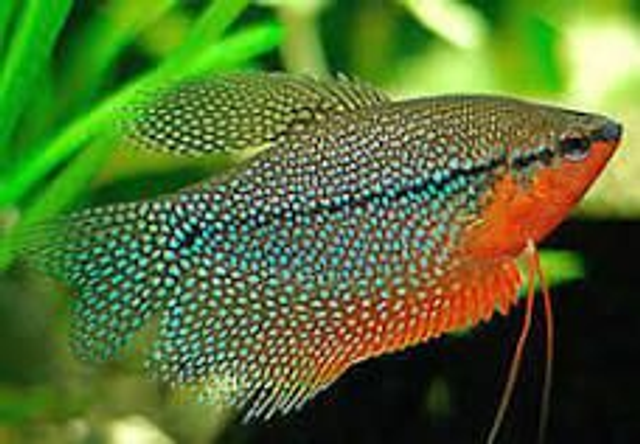 Mosiac Gourami (Trichogaster leeri)