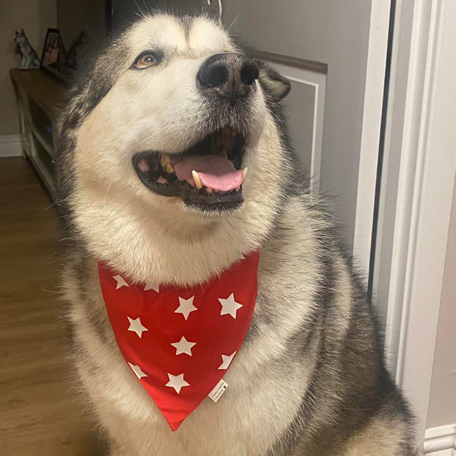 Stars in your eyes - red