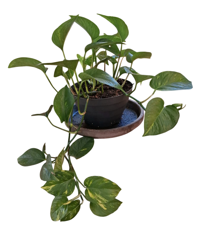 B50 . Epipremnum aureum "Pothos" in basket 14