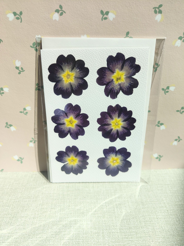 Carte primevères violettes avec fleurs pressées