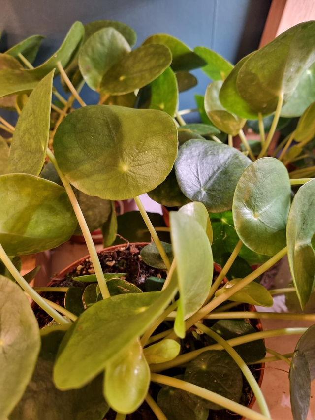 Pilea peperomoides/Chinese money plant. 