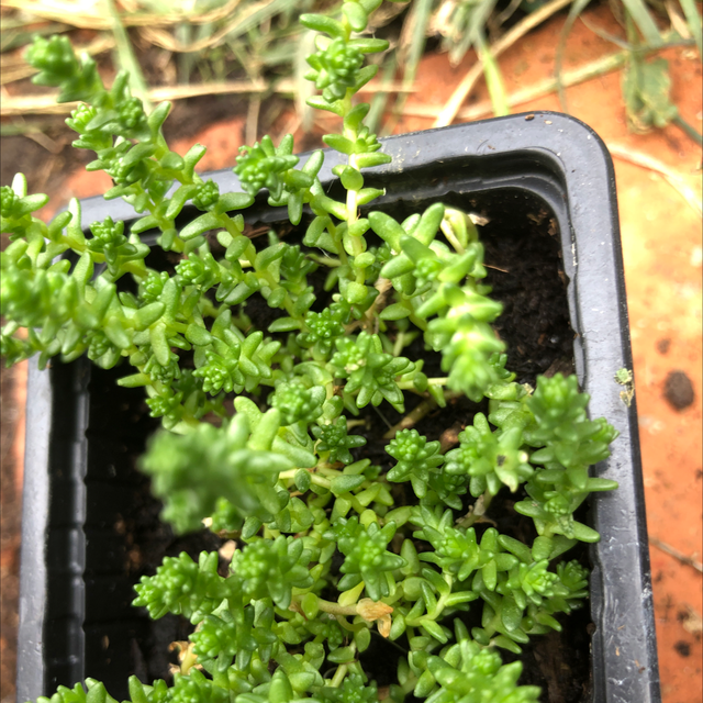 Poivre des murailles NT - Sedum âcre 