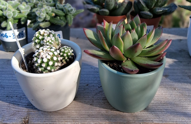 D34 . Cactus in cachpot colorati