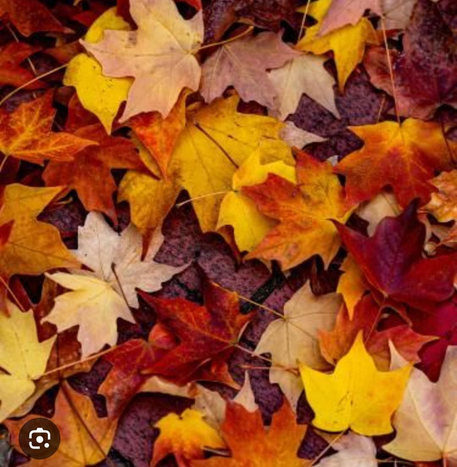 Box mystère automnale 