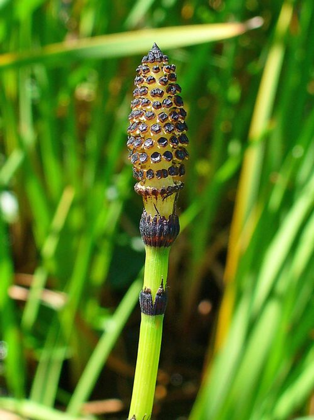 Equisetum hyemale -Rough Horsetail 1 litre