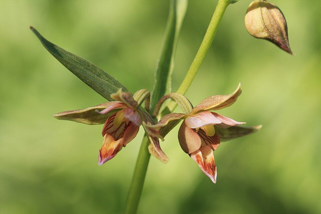 Epipactis gigantea- Stream Orchid/Giant Helleborine P9