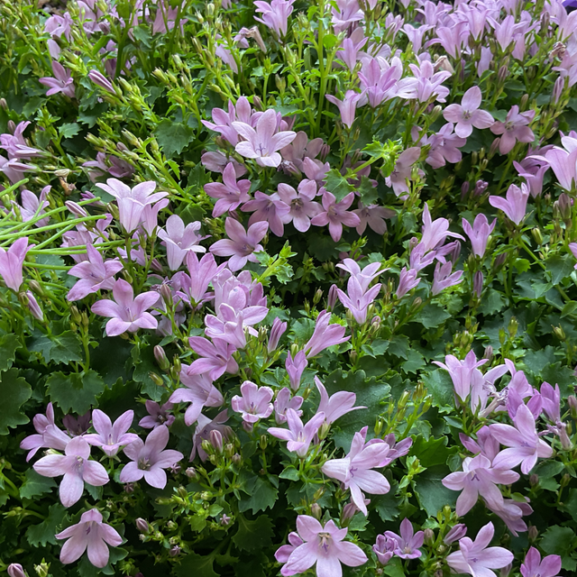 Campanule rose 